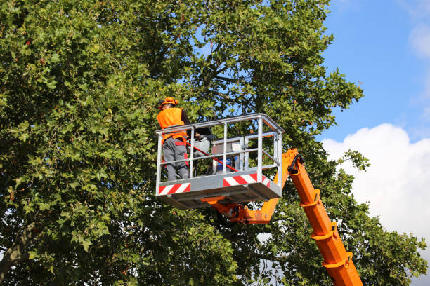 How Our Tree Care Process Works  in  Rosedale, LA