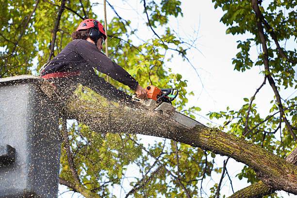 Tree and Shrub Care in Rosedale, LA