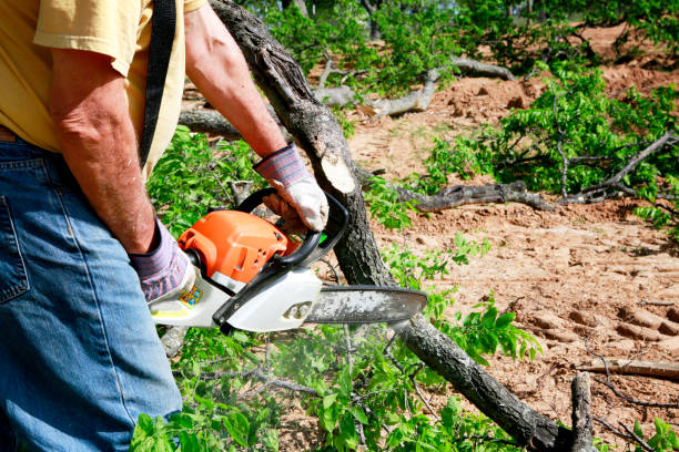 Professional Tree Services in Rosedale, LA